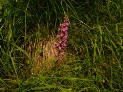 2013-07-20_Regina-F-Rau_Kochel-Rabenkopf (309).JPG